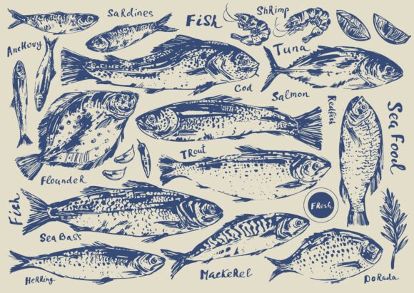 Download Fish Illustration Set - Fish illustration Collection
