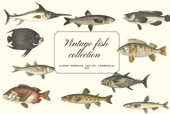 Download Vintage Fish Illustration, Vintage Fish - Fish illustration Collection